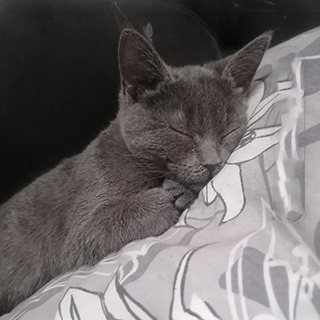 Ankara Etimesgut Erkek Russian Blue Kedi Duman Kayıp