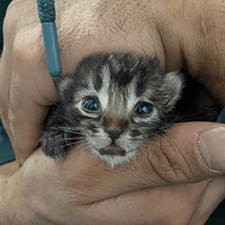 İstanbul Beykoz Yavru Tekir Kedi Süt Anne Arıyor