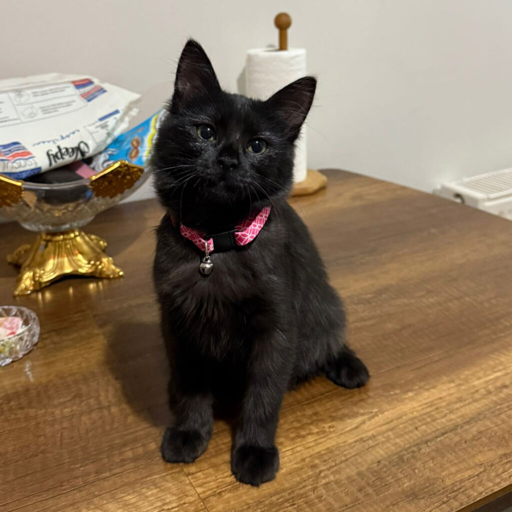 İstanbul Eyüp Akşemsettin Bombay Kedi Yuva Arıyor