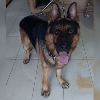 İstanbul Eyüp Alibeyköy Erkek K9 Alman Kurt Köpek Bulundu