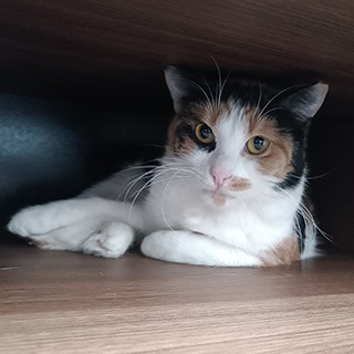 İstanbul Eyüp Dişi Calico Kedi Sultan Yuva Arıyor