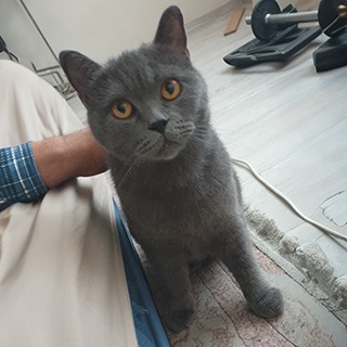 İstanbul Eyüp Erkek British Shorthair Kedi  Bulundu Sahibi Aranıyor