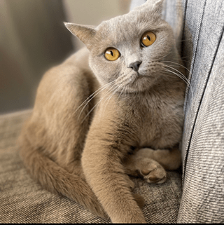 Manisa Yunusemre Dişi British Shorthair Kedi Bihter Kayıp