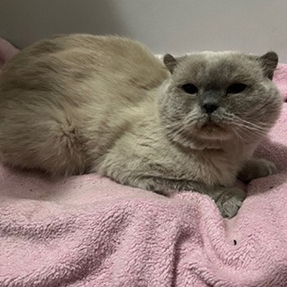 İstanbul Avcılar Erkek Scottish Fold Kedi Bulundu Sahibi Aranıyor