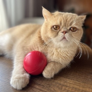 İstanbul Bağcılar Erkek Egzotik Persian Kedi Pablo Yuva Arıyor