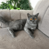 İstanbul Eyüp Dişi British Shorthair Kedi Boncuk Kayıp