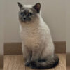 İstanbul Kadıköy Dişi British Shorthair Kedi İce Kayıp