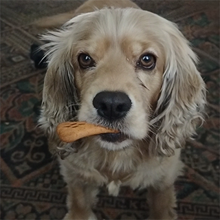 Isparta Merkez Dişi Cocker Spaniel Köpek Mutlu Kayıp